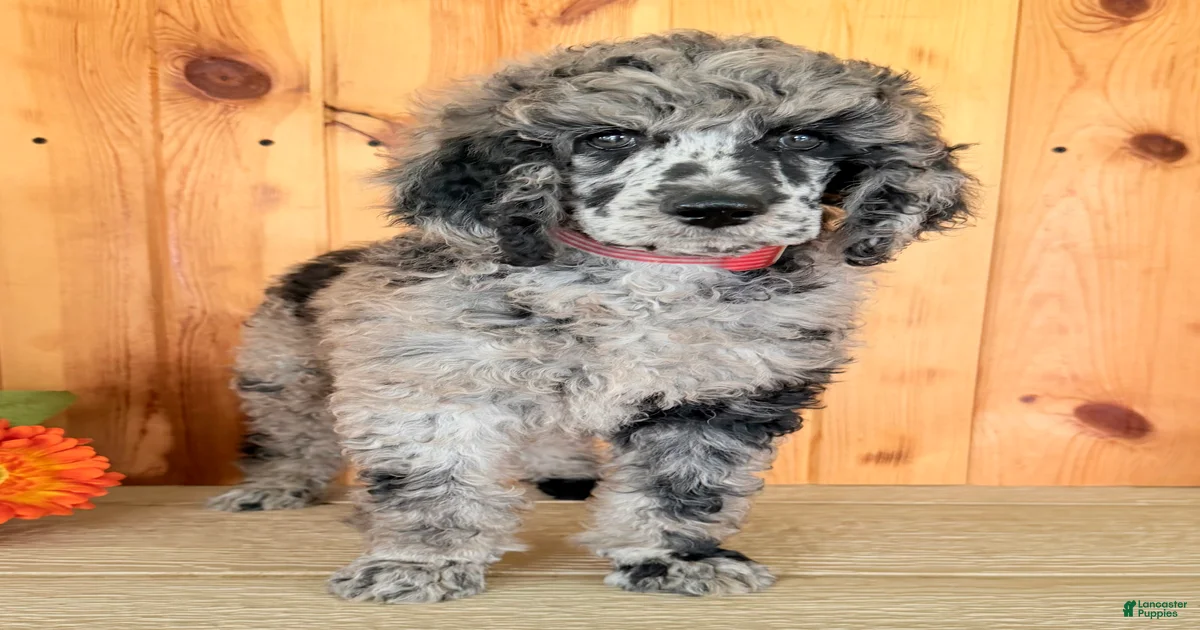 Zeek Standard Poodle for sale in Millersburg | Lancaster Puppies