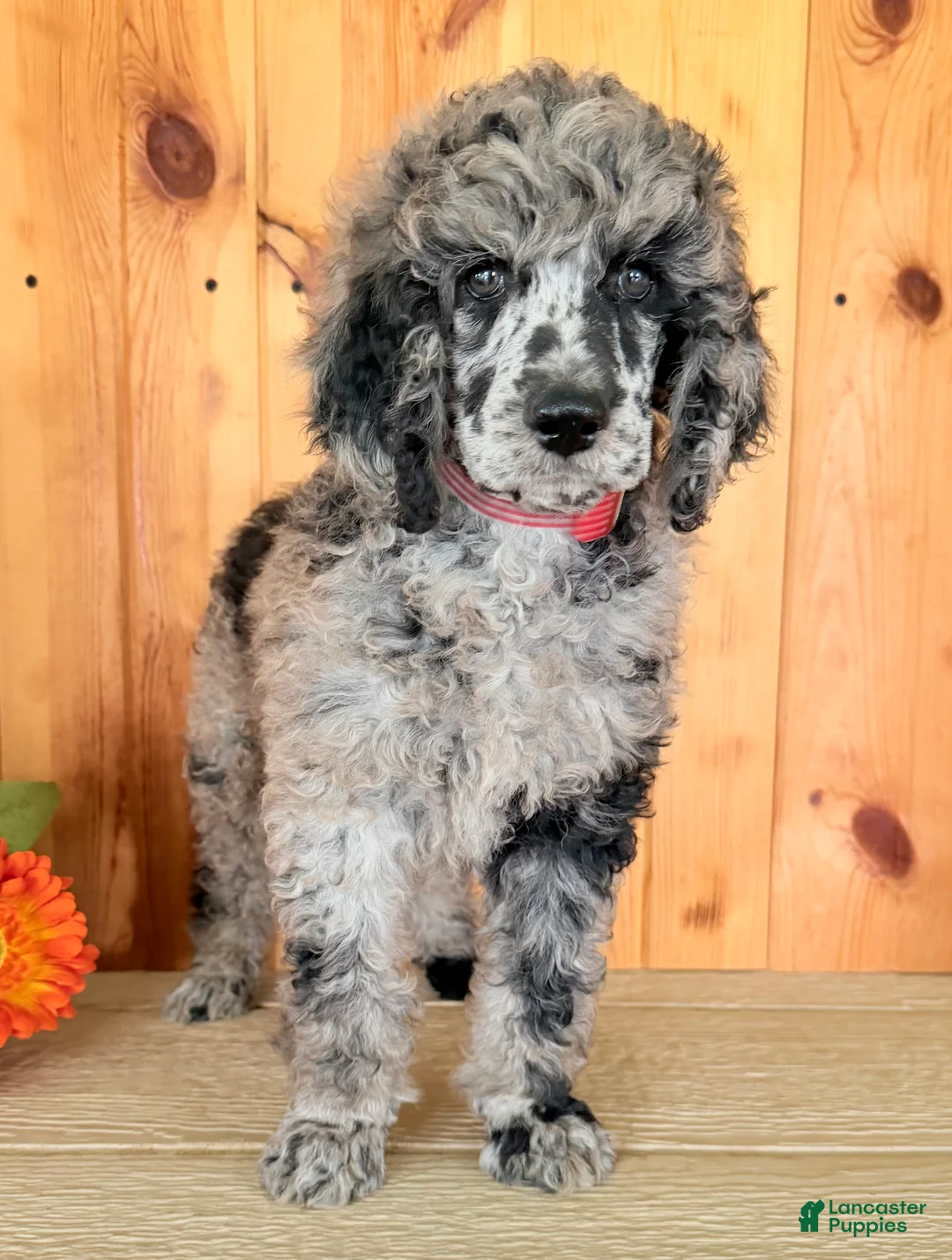 Standard Poodle dogs for sale: Zeek  - Ad 1