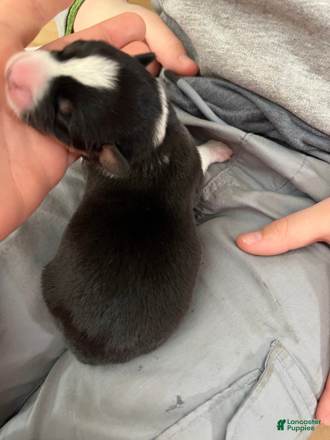 Welsh Corgi Cardigan dogs for sale: Welsh Corgi Cardigan Puppy 8: DeLorean - Ad 3