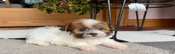 Havanese dogs for sale: Female 2 - Ad 5