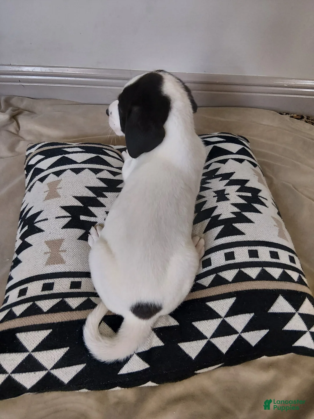 Mixed Breed dogs for sale: Skadi - Ad 2