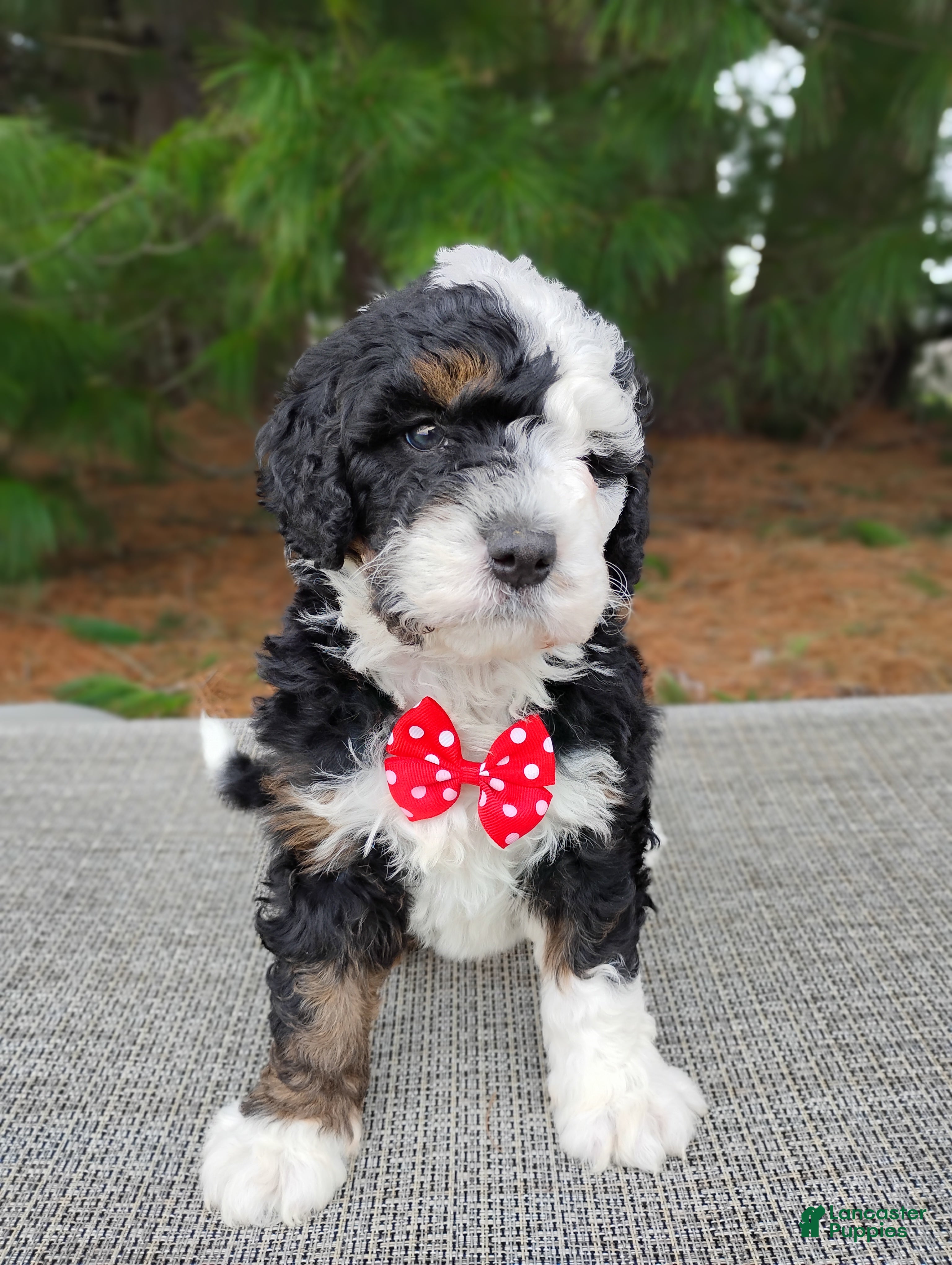 Mini Bernedoodle dogs Mini Bernedoodle Puppy 2 - Ad 1