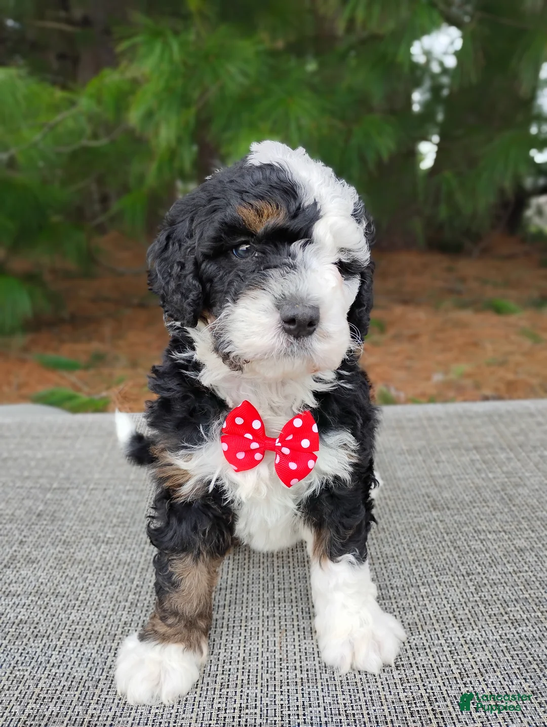 Mini Bernedoodle dogs for sale: Mini Bernedoodle Puppy 2 - Ad 1