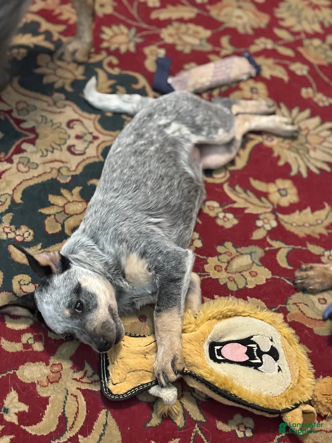 Australian Cattle Dog dogs for sale: Fancy - Ad 2