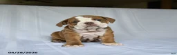 English Bulldog dogs for sale: Hadassah - Ad 3