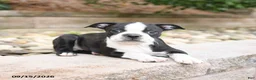 Boston Terrier dogs for sale: Mack  - Ad 3