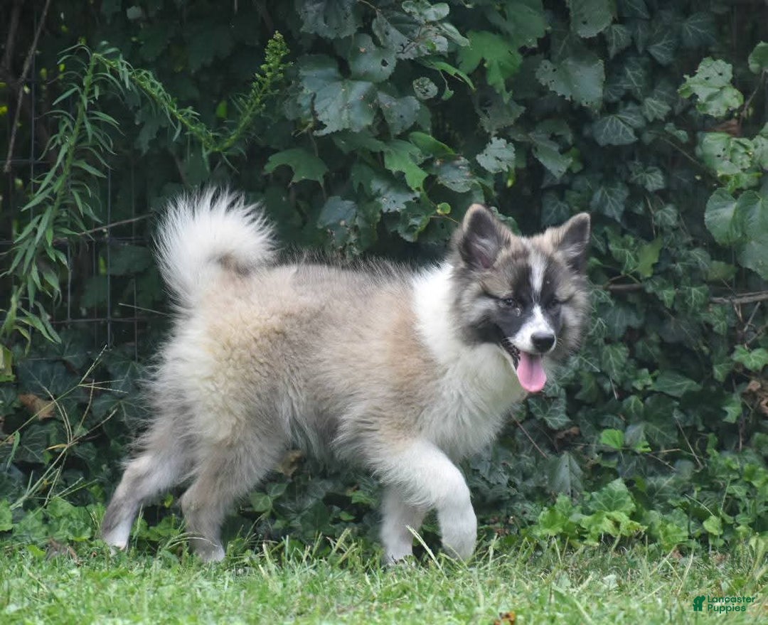 Nenets Herding Laika dogs for sale: Rowan - Ad 5