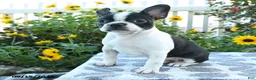 Boston Terrier dogs for sale: Cherie - Ad 5