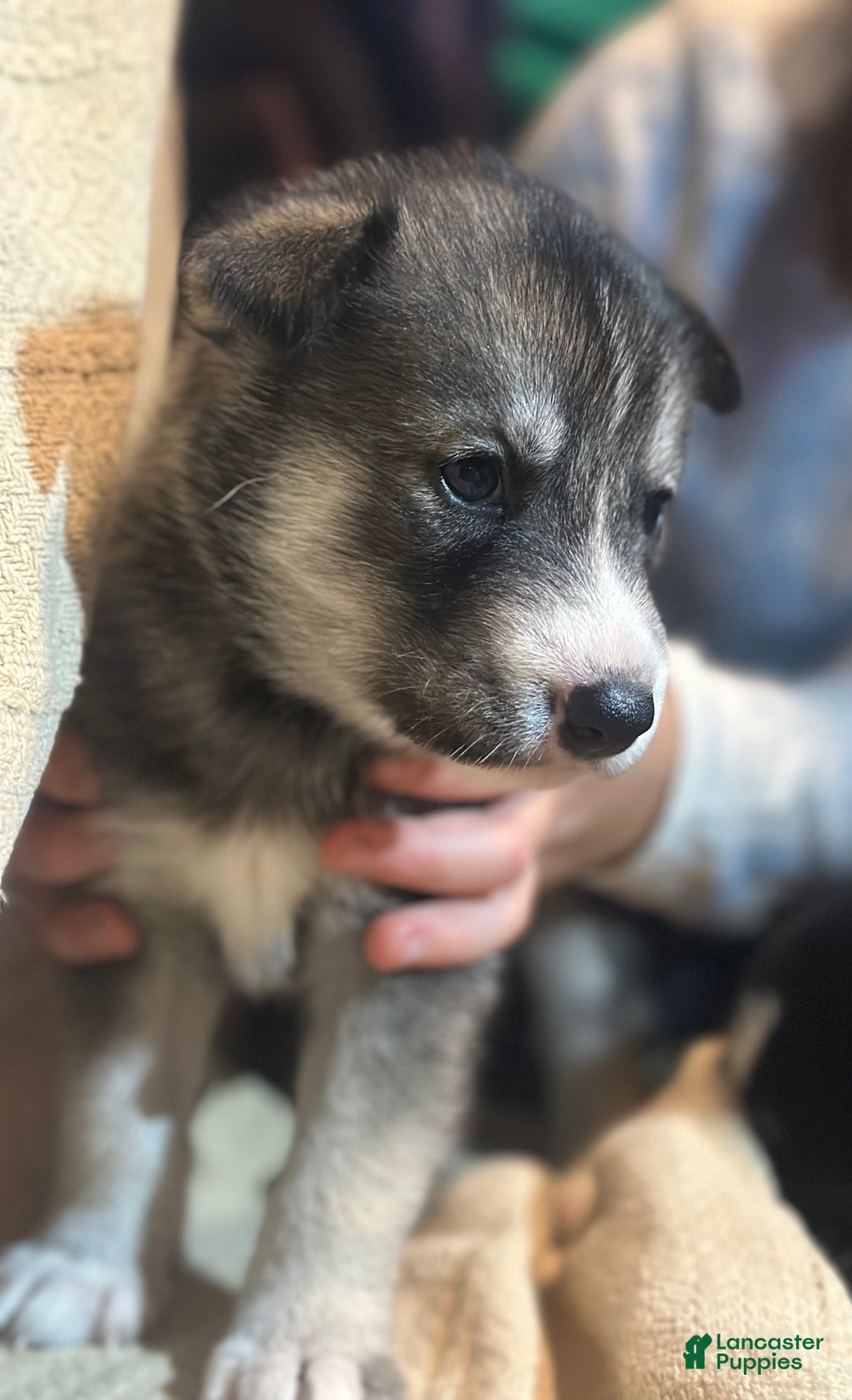 Siberian Husky dogs for sale: Siberian Husky Puppy 7 - Ad 1