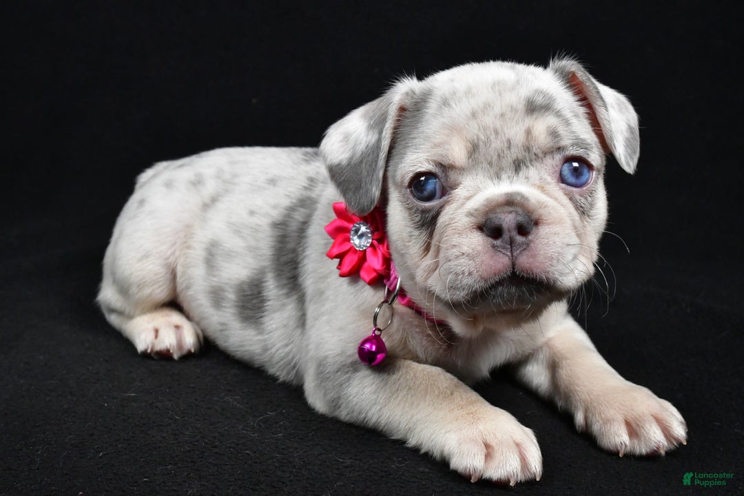 French Bulldog dogs for sale: Wanda - Ad 1