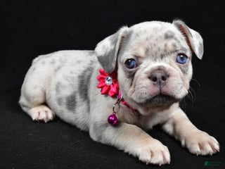 French Bulldog dogs Wanda - Ad 31