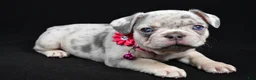French Bulldog dogs for sale: Wanda - Ad 1