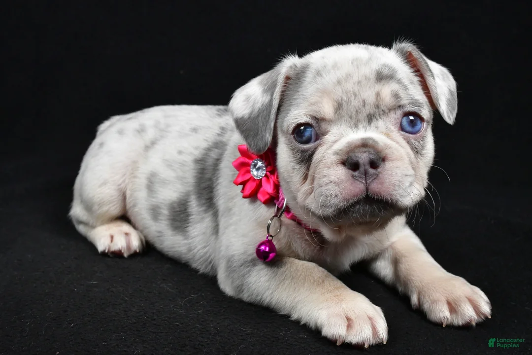 French Bulldog dogs for sale: Wanda - Ad 1