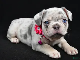 French Bulldog dogs Wanda - Ad 35