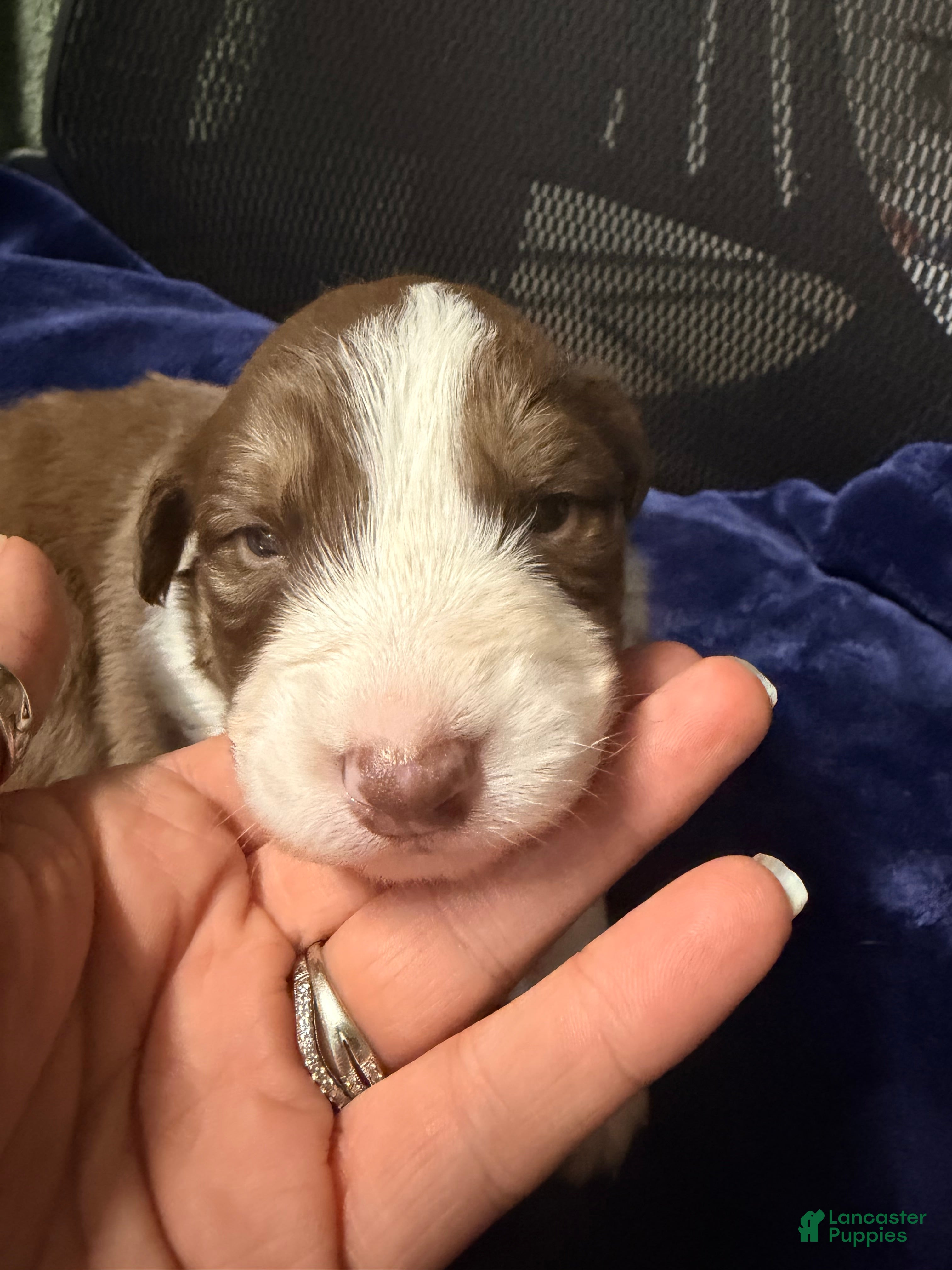 Australian Shepherd dogs Australian Shepherd Puppy - Oscar  - Ad 21