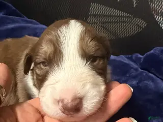 Australian Shepherd dogs Australian Shepherd Puppy - Oscar - Ad 4