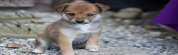 Pomsky dogs for sale: Penny - Ad 1