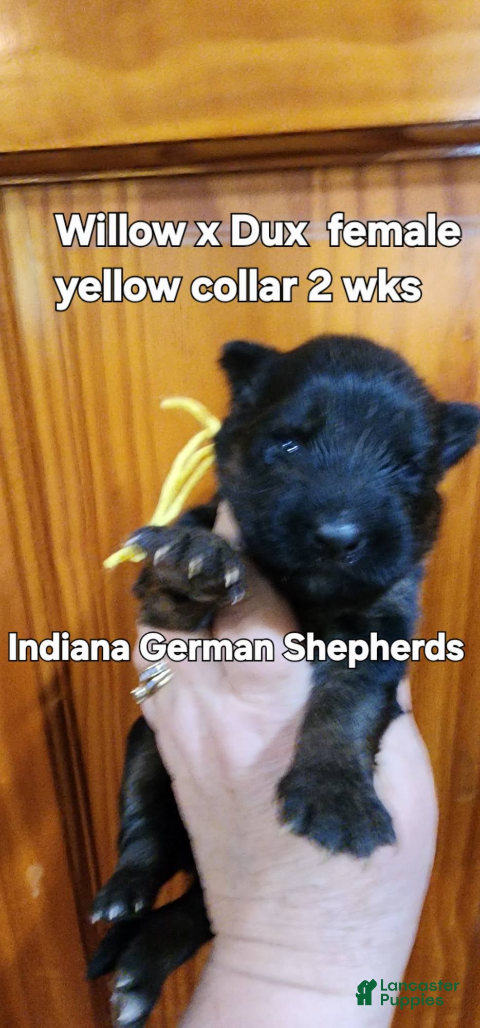German Shepherd dogs German Shepherd Puppy yellow collar female - Ad 29