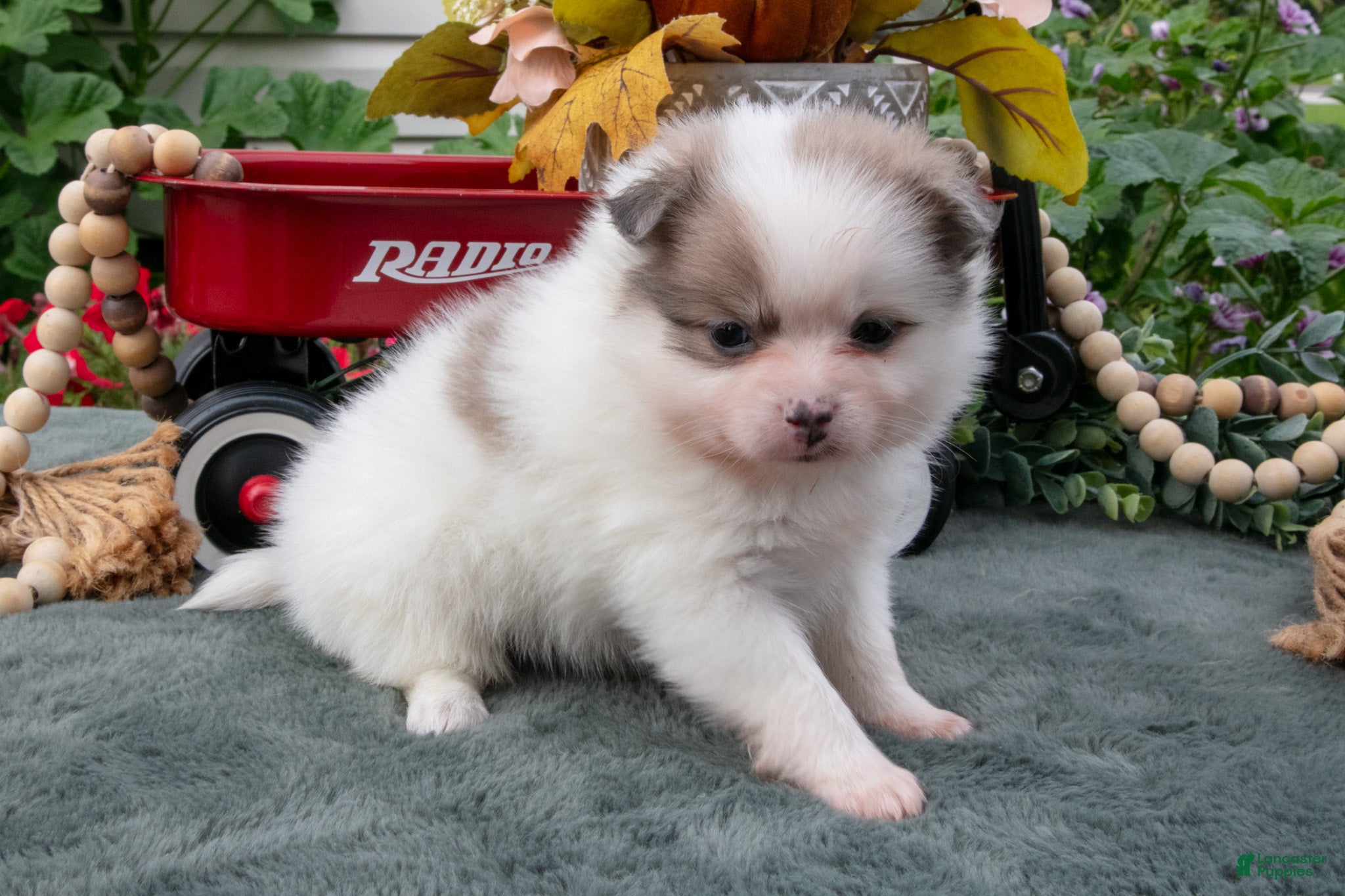 Pomeranian dogs Sadie - Ad 2