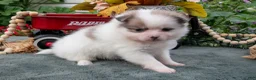 Pomeranian dogs for sale: Sadie - Ad 2