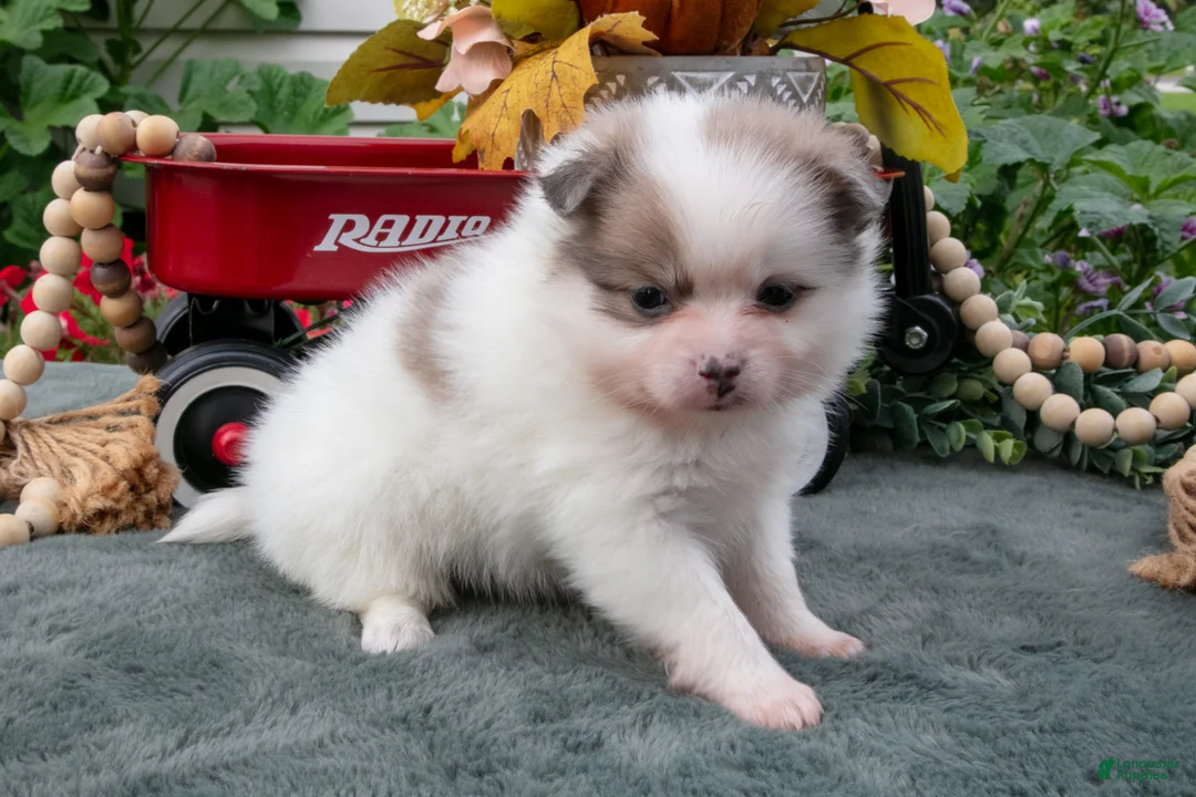 Pomeranian dogs for sale: Sadie - Ad 2