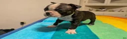 Frenchton dogs for sale: Jane - Ad 2