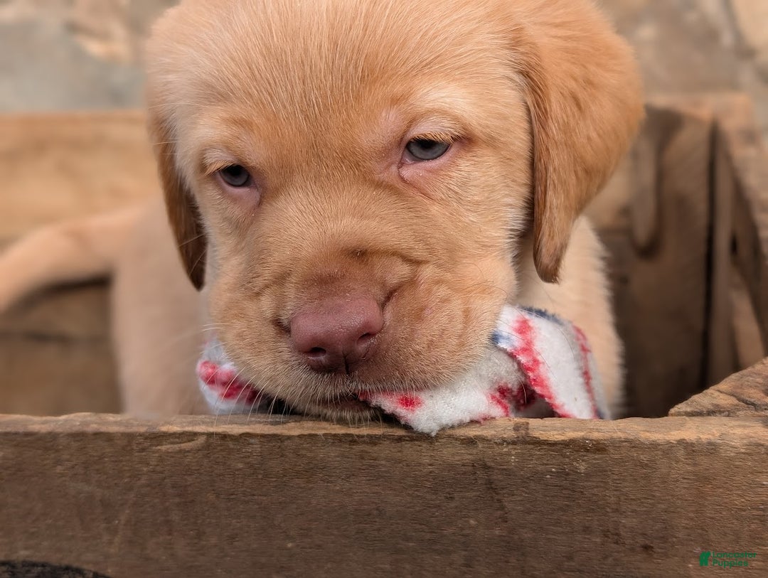 Labrador Retriever dogs for sale: Zack - Ad 3