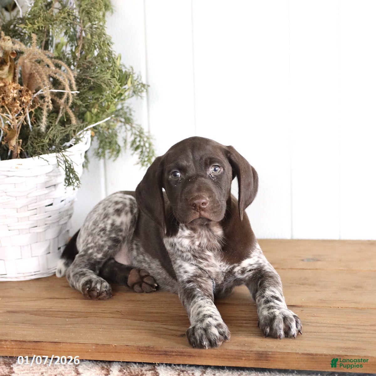 German Shorthaired Pointer dogs Griffin - Ad 14