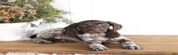 German Shorthaired Pointer dogs for sale: Griffin - Ad 1