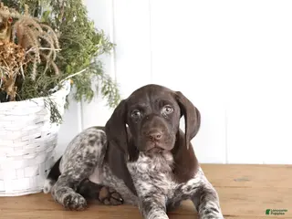 German Shorthaired Pointer dogs Griffin - Ad 42