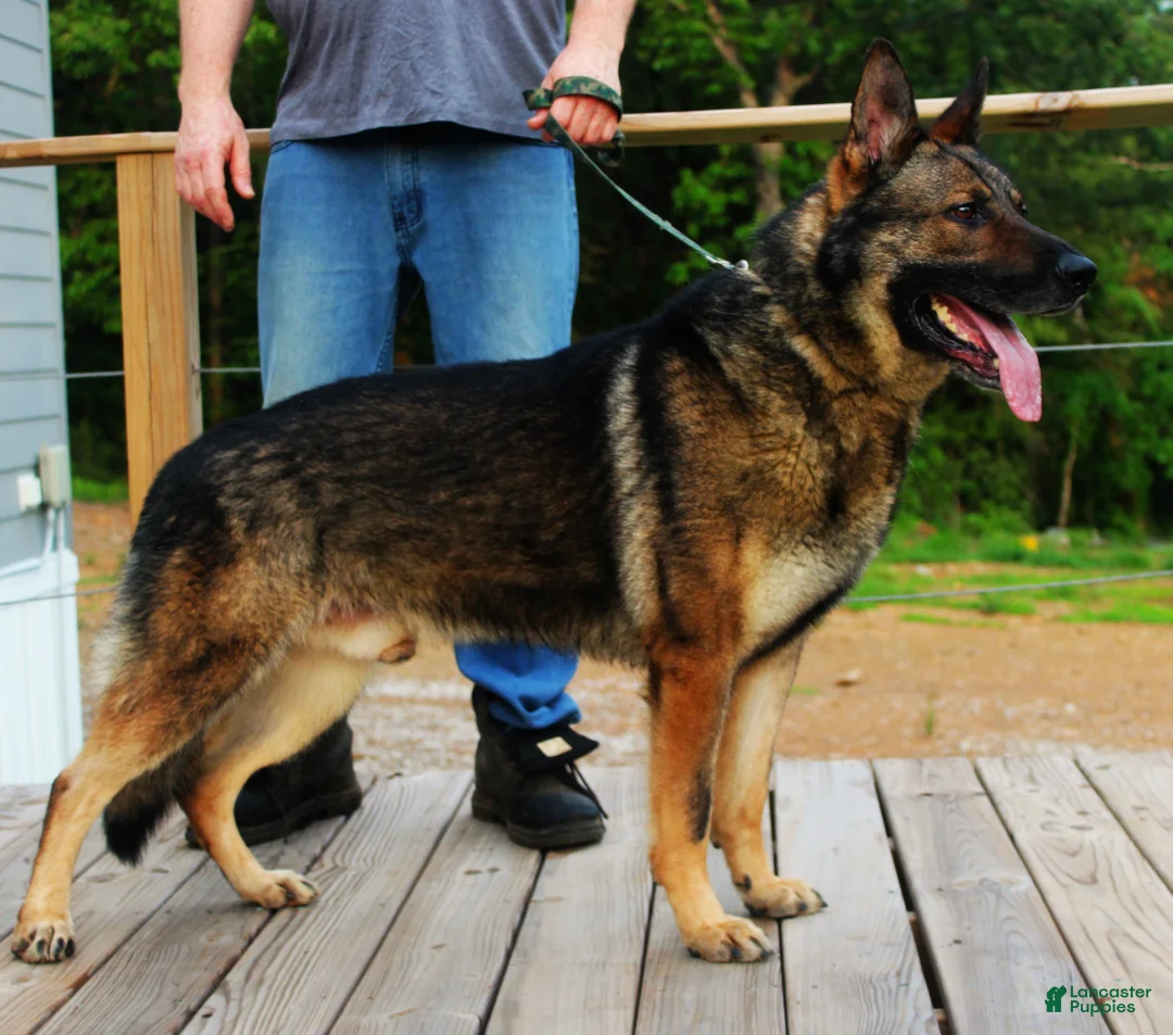 German Shepherd dogs for sale: Purple Boy - Ad 8