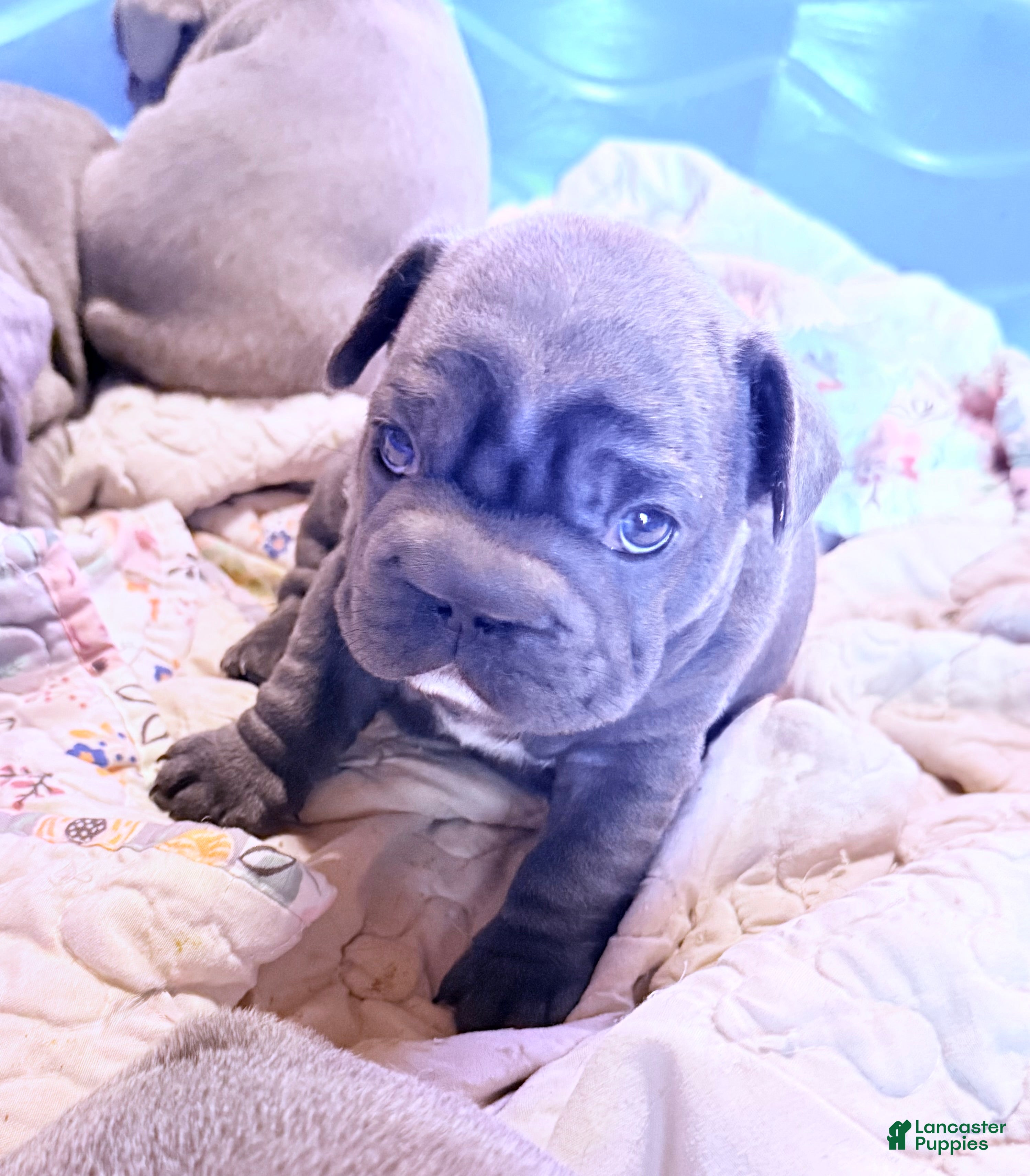 French Bulldog dogs French Bulldog 5 - Ad 31