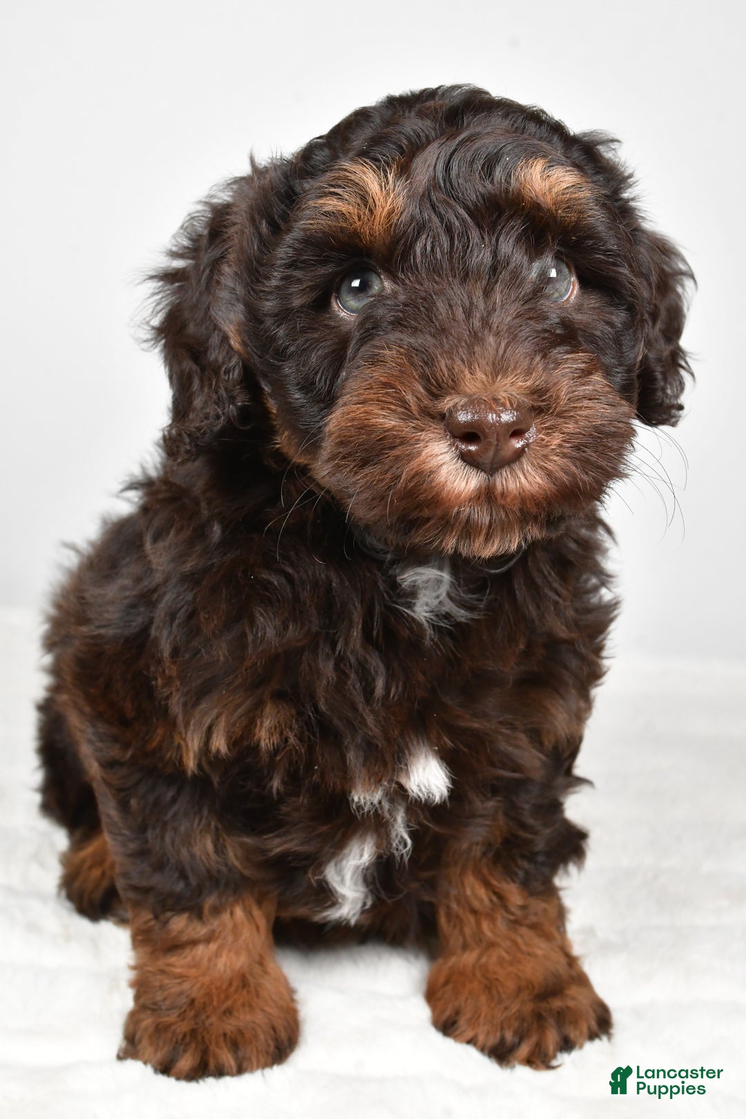 Mixed Breed dogs for sale: Mari - Ad 7