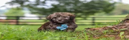 Havanese dogs for sale: Winston - Ad 6