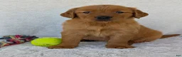 Golden Retriever dogs for sale: Miss Rosie  - Ad 12