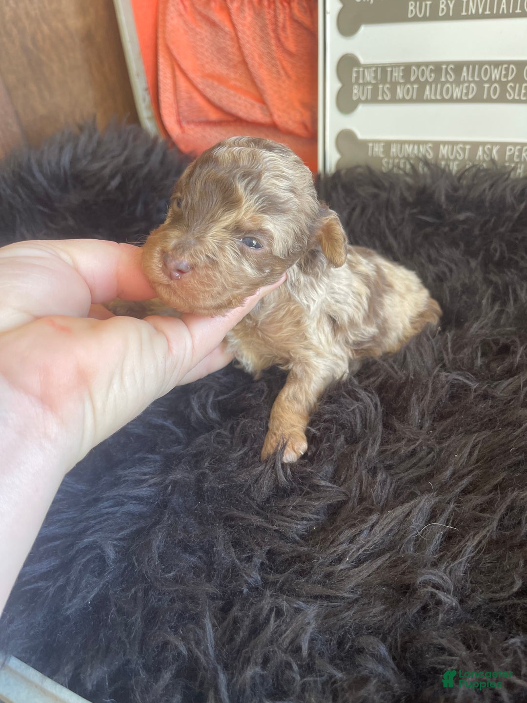 Miniature Poodle dogs for sale: Miniature Poodle Puppy 1 - Ad 13