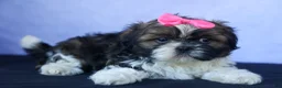 Shih Tzu dogs for sale: RUBY - Ad 10