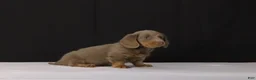 Dachshund dogs for sale: Max - Ad 3