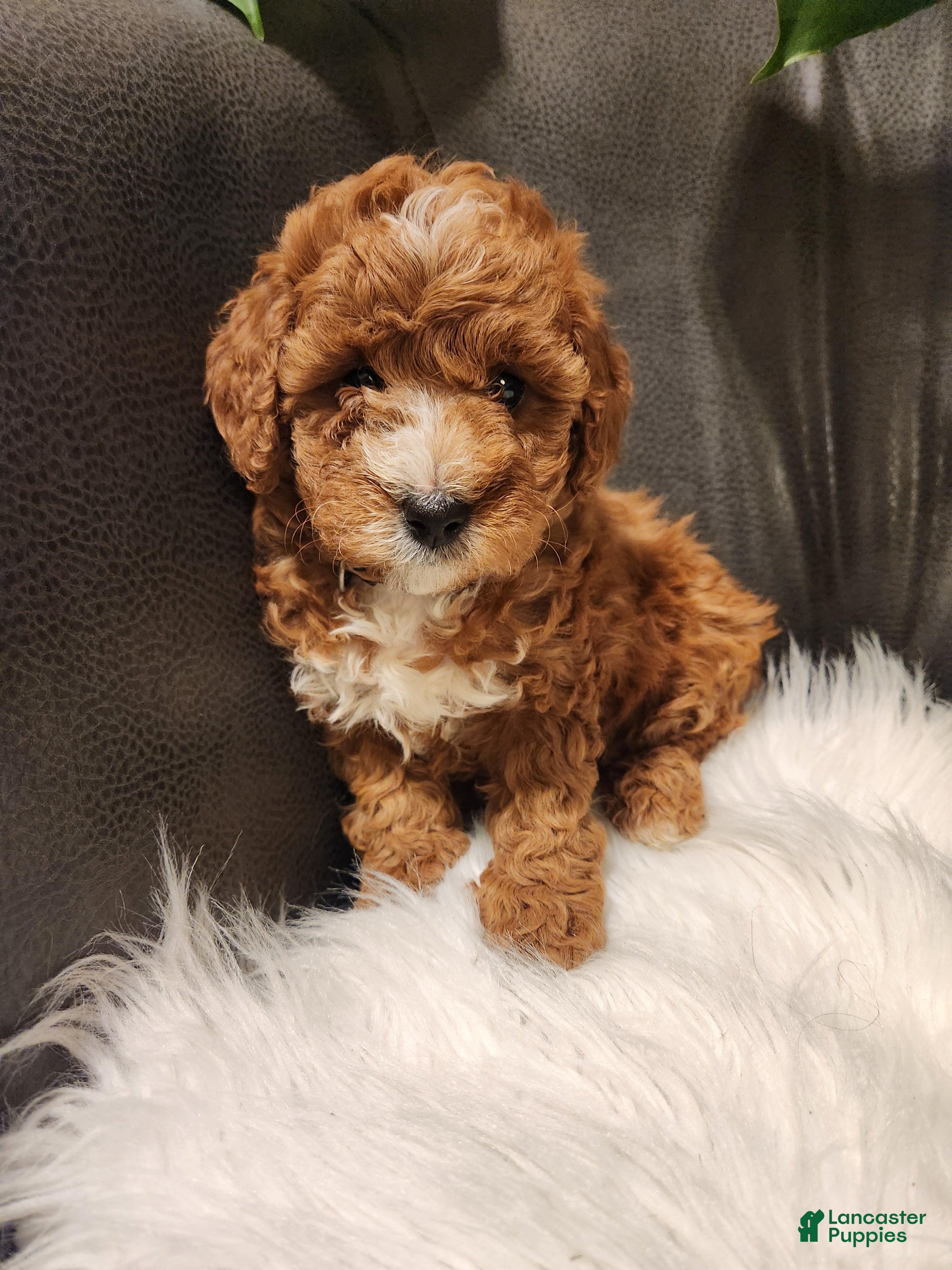 Mini Bernedoodle dogs CALLIE - MINI BERNEDOODLE LOVELY PUPPY (RICHLAND, PA) - F1BB. - Ad 1