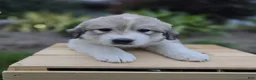 Great Pyrenees dogs for sale: Macy - Ad 8