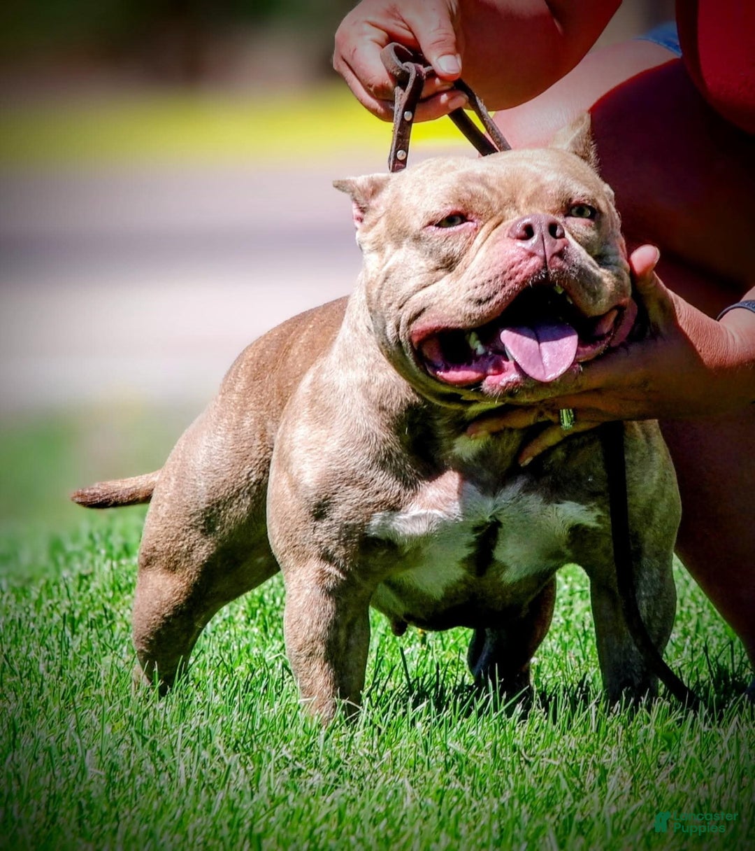American Bully dogs for sale: Raven - Ad 17