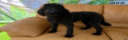 Labradoodle dogs for sale: Sadie - Ad 3
