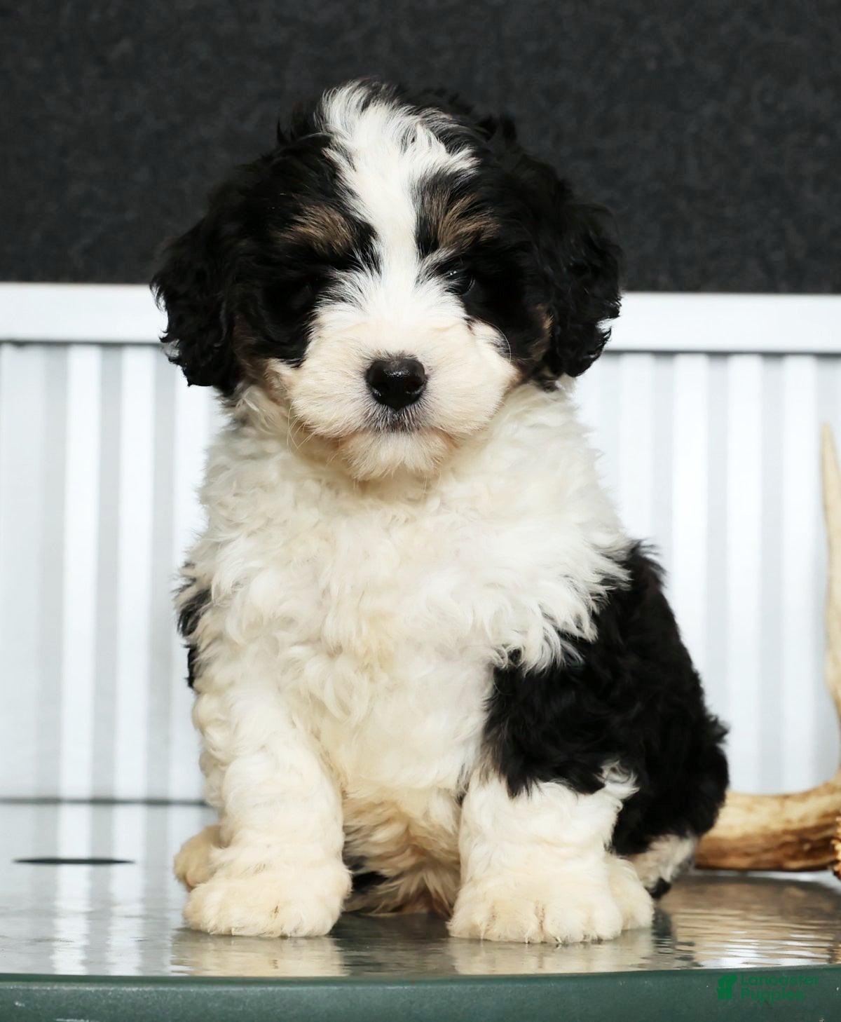 Mini Bernedoodle dogs Thor - Ad 1