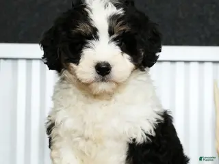 Mini Bernedoodle dogs for sale: Thor - Ad 1