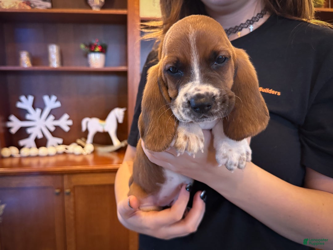 Basset Hound dogs for sale: Oscar - Ad 2