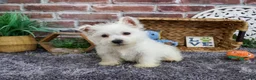 West Highland Terrier dogs for sale: Wallace - Ad 5