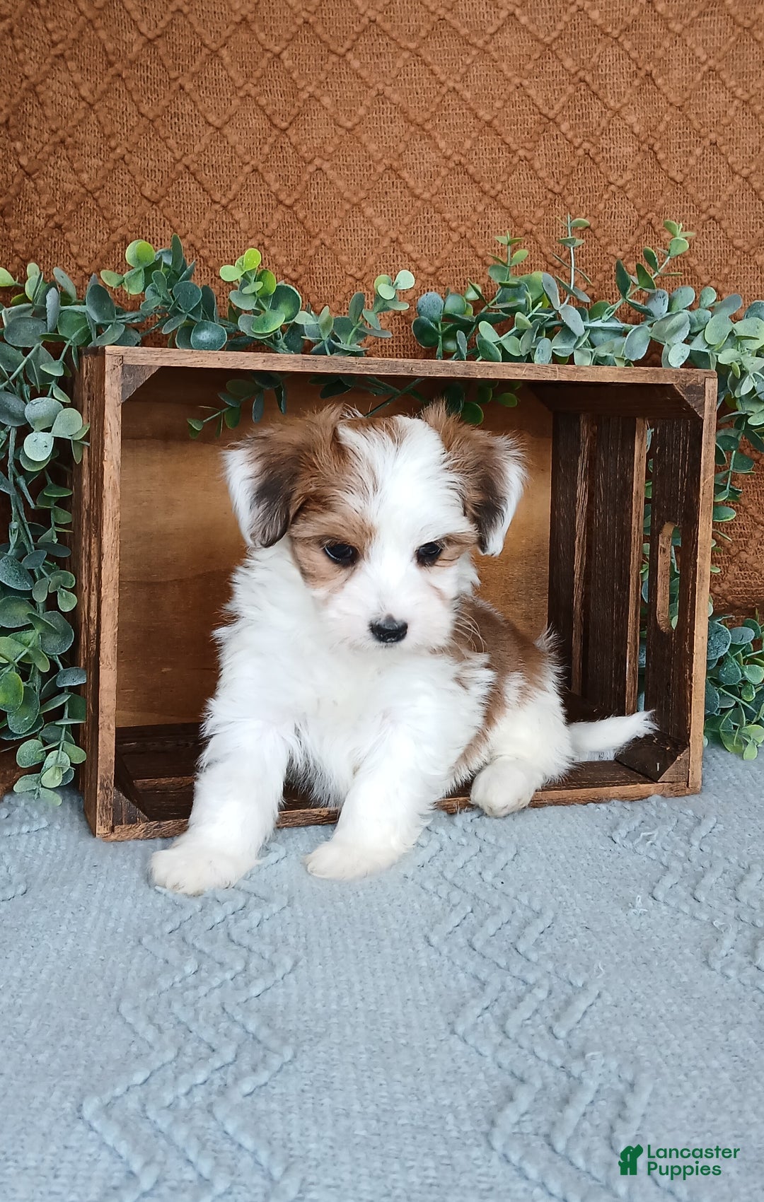Havanese dogs for sale: Janie  - Ad 2