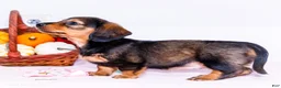 Miniature Dachshund dogs for sale: Nellie - Ad 3