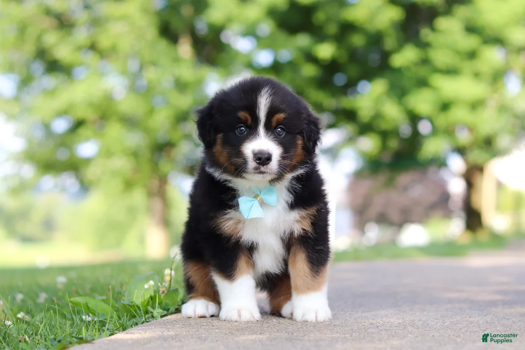 Miniature Australian Shepherd dogs for sale: Rustler - Ad 1