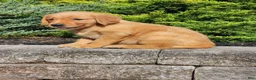 Golden Retriever dogs for sale: Chief - Ad 3